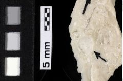 Foto (Detailansicht) von Decapoda indet. (NHMW-GEO-1990-0041-0215)